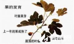 盆栽無(wú)花果怎么修剪 什么時(shí)候修剪