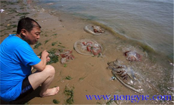 海蜇能蜇死人嗎，如何預(yù)防被蜇傷