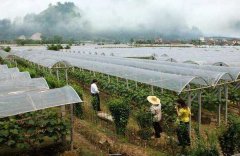 葡萄設(shè)施栽培技術(shù)與種植方法