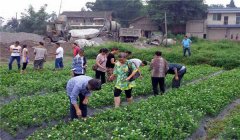 茉莉花的養(yǎng)殖方法簡介，怎樣培育茉莉花