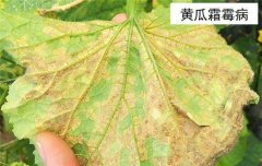 黃瓜病蟲害防治：黃瓜霜霉病、白粉病、紅蜘蛛