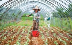 菜豆栽培時間與技術(shù)要點、病蟲害防治