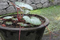 如何盆栽虎耳草，虎耳草盆栽關(guān)鍵技術(shù)解密