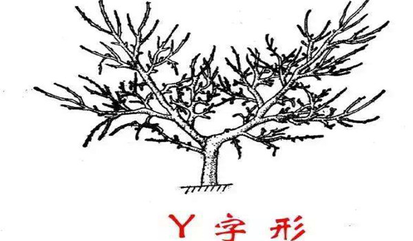 “Y”字形