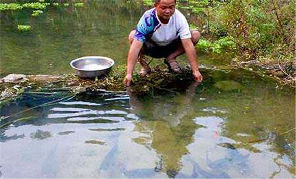 魚水霉病防治要點(diǎn)