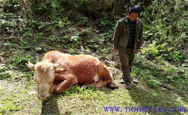 牛食用爛紅薯中毒的癥狀表現(xiàn)、診治與治療方法