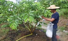 番石榴修剪方法與疏花疏果、果實套袋技術(shù)要點