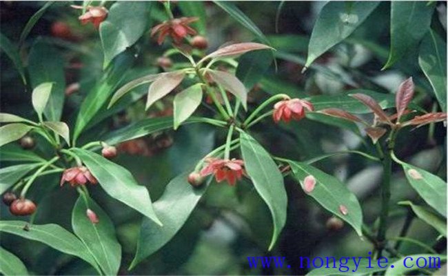 莽草樹的生態(tài)習性