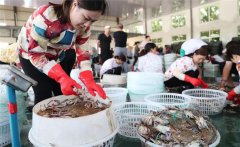 梭子蟹一般在幾月份上市，怎樣挑選肥的梭子蟹