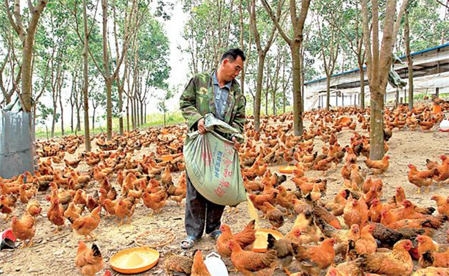 養(yǎng)雞用鹽的講究:飼料食鹽用量、食鹽中毒的防治