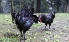 烏骨雞的常用礦物質(zhì)、維生素飼料簡介