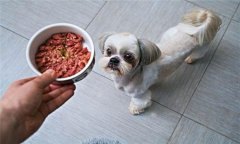 犬飼料中為何要添加鐵、銅等微量元素