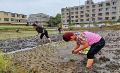 記住西瓜種植的訣竅，可讓西瓜大圓甜掉牙！