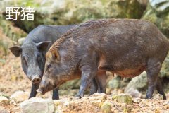 野豬一般幾點出來活動，野豬和疣豬哪個更厲害