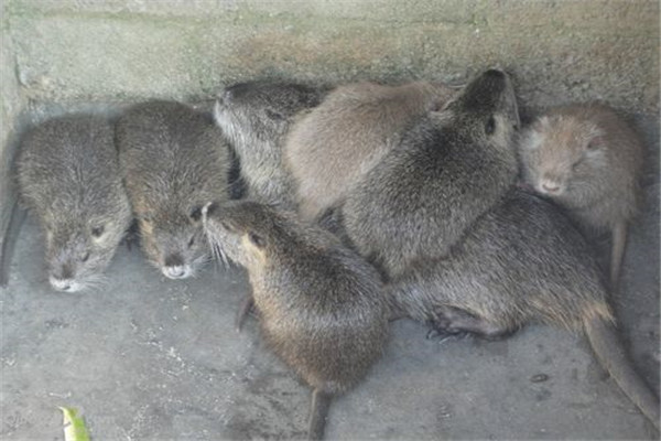 海貍鼠的飼料種類及飼料構成