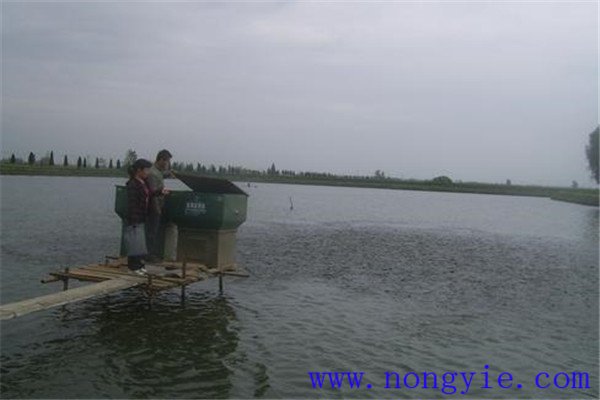 魚種的投飼要注意天氣變化