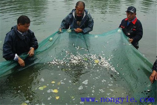 夏花魚種出池拉網鍛煉采用什么方法