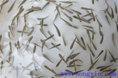 怎樣高效益養(yǎng)殖異育銀鯽 其魚苗魚種如何培育？