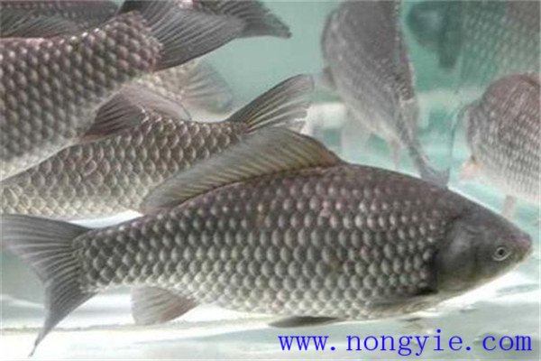 夏季魚(yú)病防治注意事項(xiàng)