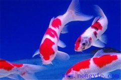 在水族箱中喂養(yǎng)錦鯉要注意些什么？