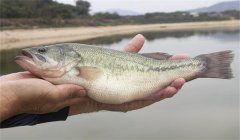 養(yǎng)殖加州鱸魚(yú)如何預(yù)防病害發(fā)生