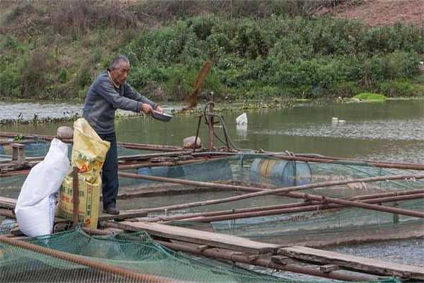 吉富品系羅非魚養(yǎng)殖管理技術