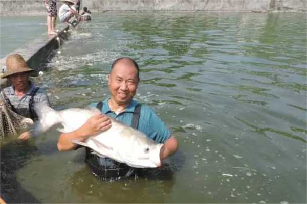 池魚(yú)輪捕輪放有什么好處