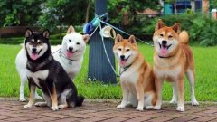 日本柴犬多少錢(qián)一只 日本柴犬有哪些優(yōu)點(diǎn)和特點(diǎn)