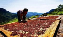 花椒采摘后怎樣晾曬？花椒晾干方法簡介