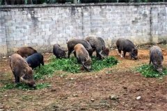 飼養(yǎng)野豬要注意哪些問題 野豬能與家豬雜交嗎？