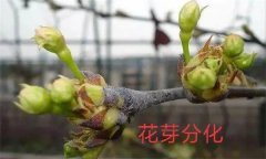 梨樹開花結(jié)果有什么特點？