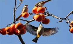 鳥害如何預(yù)防？鳥害防治的主要手段和方法