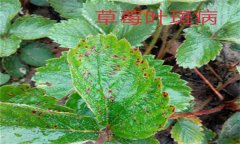 怎樣防治草莓葉斑病（蛇眼?。?？