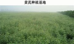 黃芪產地在哪里？黃芪生態(tài)習性簡介