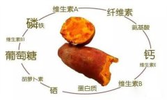 紅薯的營(yíng)養(yǎng)特點(diǎn) 紅薯的輔助功能知多少？