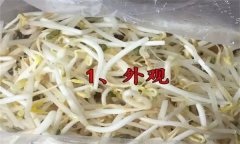 如何挑選豆芽？有根豆芽與無根豆芽有什么區(qū)別